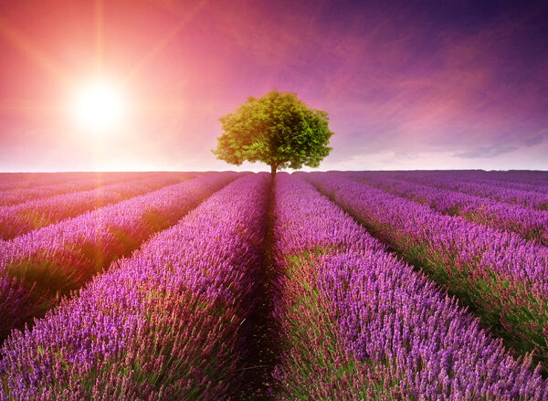 лавандовое поле