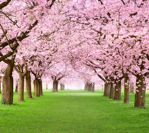 цветущий сад