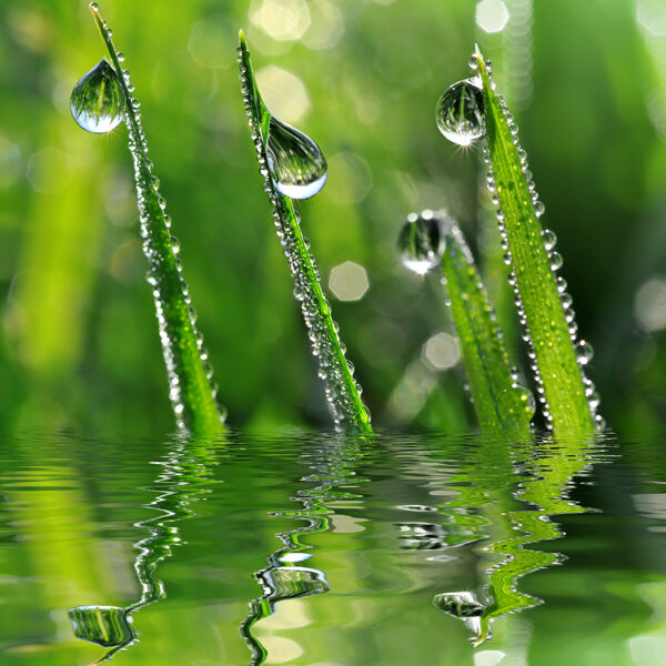 веточки в воде