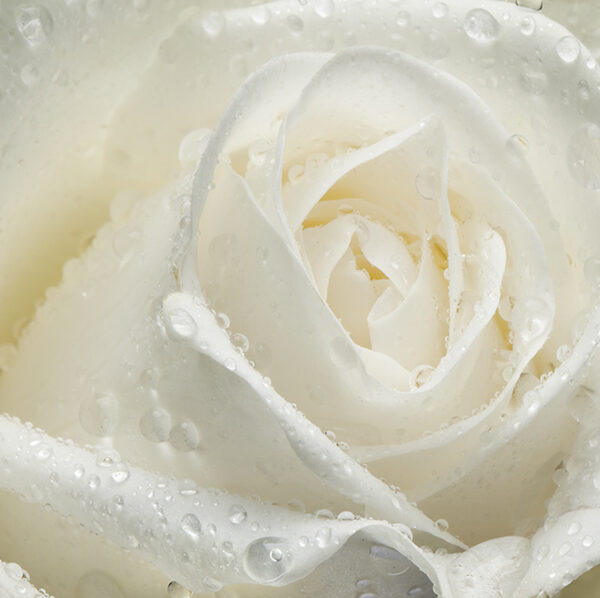 капельки на розе