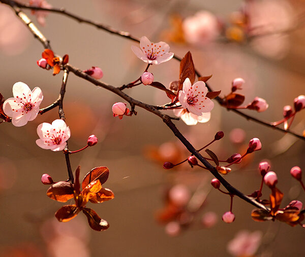 веточки сакуры