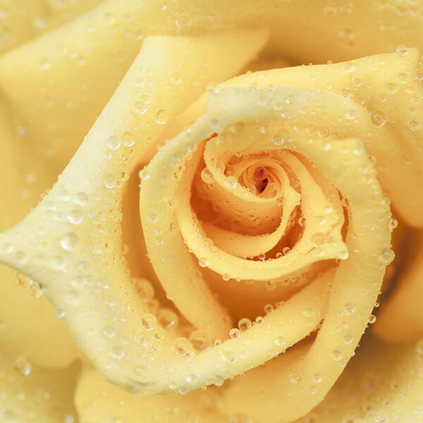 желтая роза