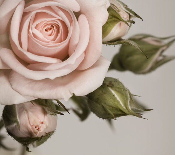 розовая роза