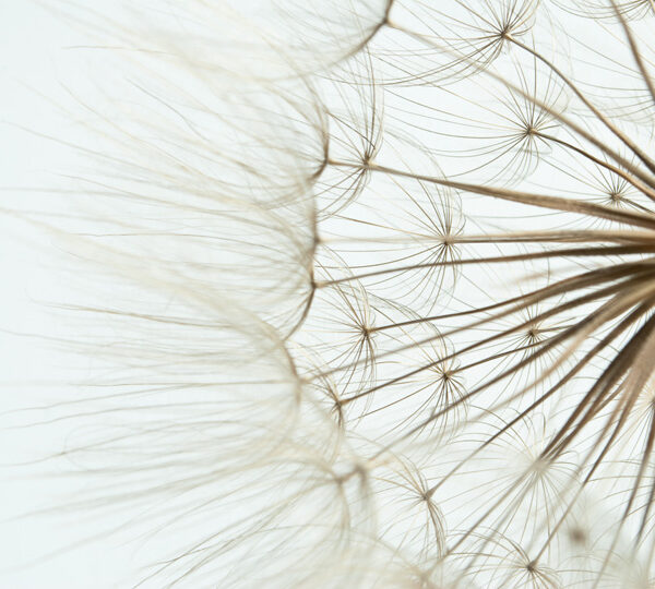 одуванчик крупным планом