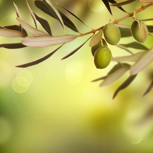 ветка оливы