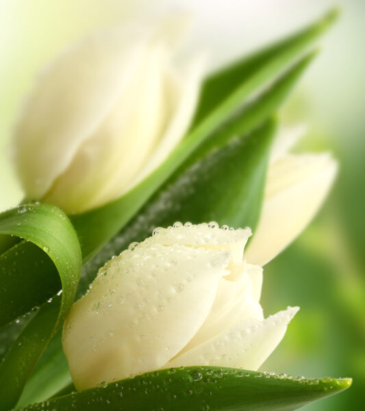 белые тюльпаны