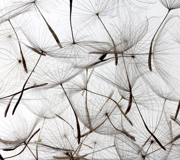 полотно одуванчиков