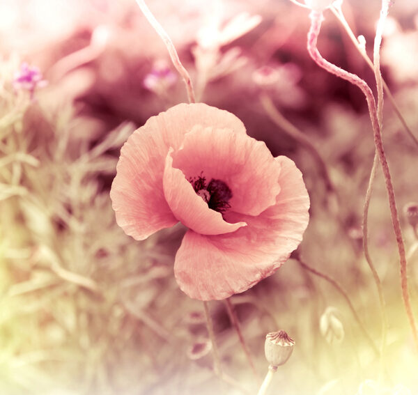 розовые маки