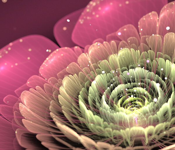 Розовая хризантема