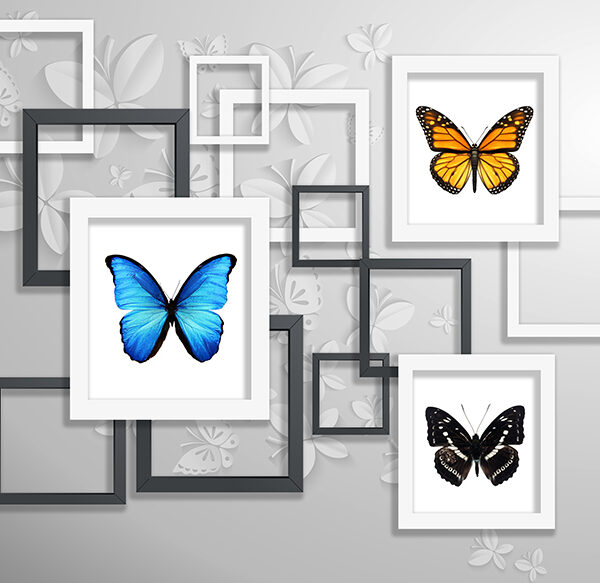 Бабочки в рамках