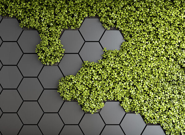 Соты и зелень