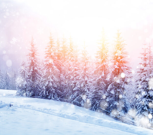 зима в лесу