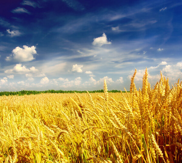 пшеничное поле