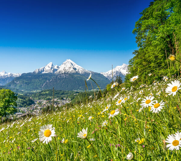 ромашки в поле