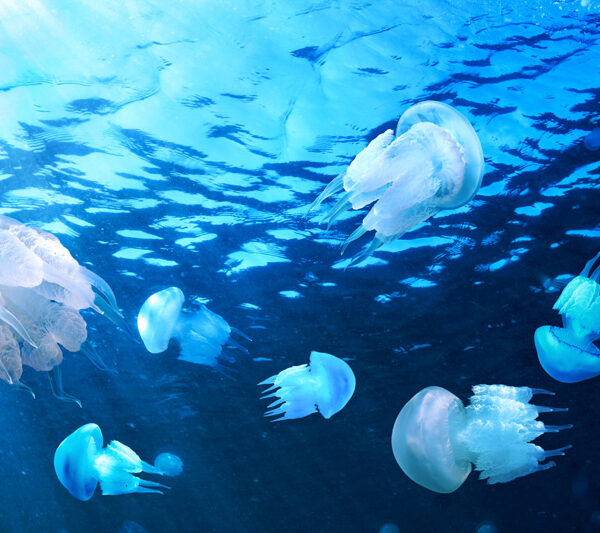 Медузы в море