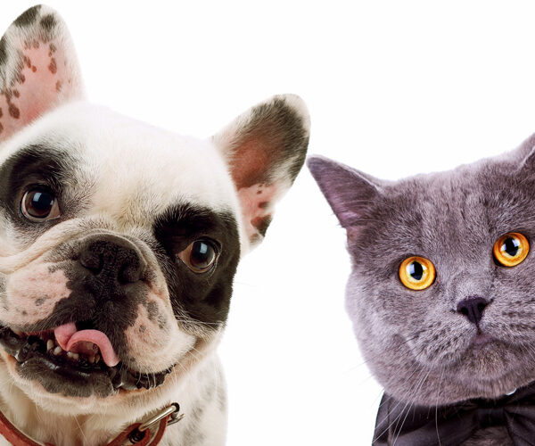 Кот и собака