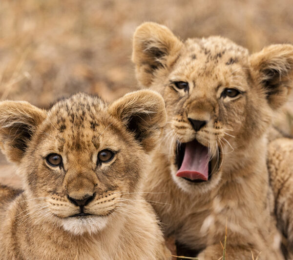 Два львенка