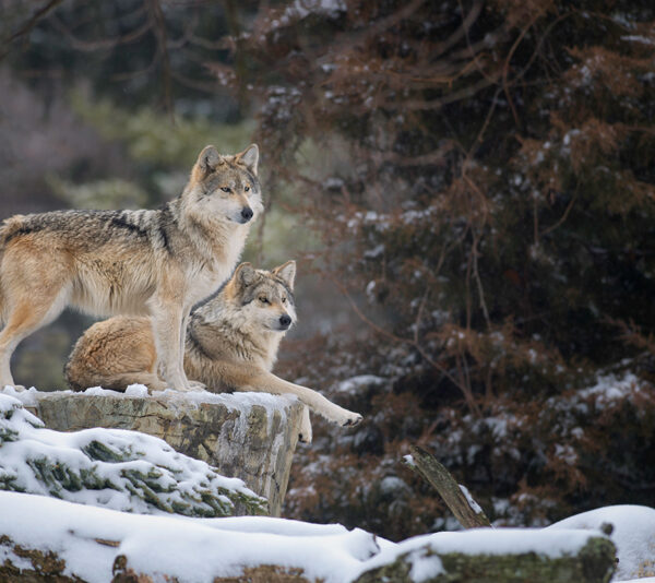 Пара волков