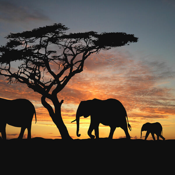 Слоны на закате