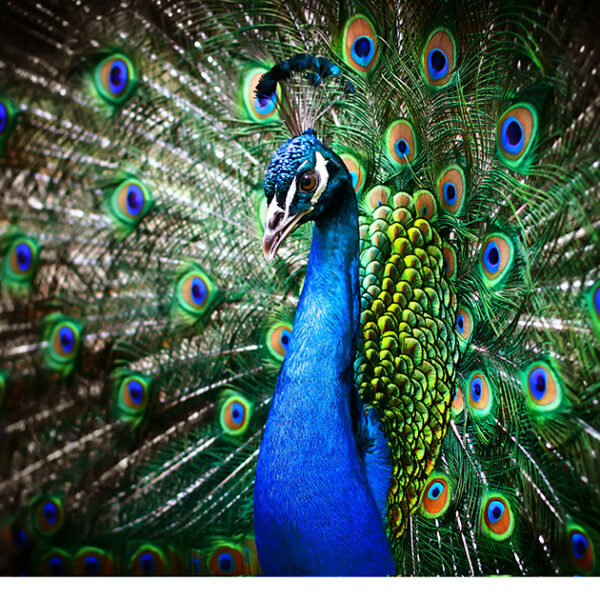 Красивый павлин