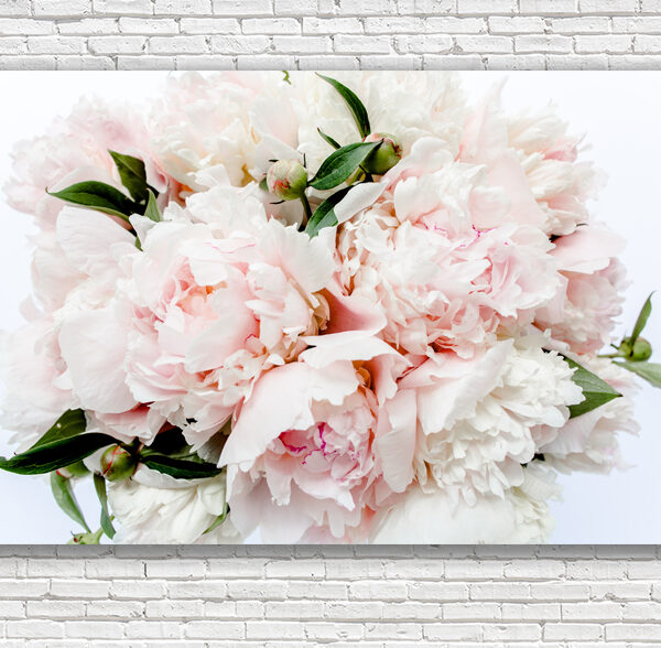 нежные розы