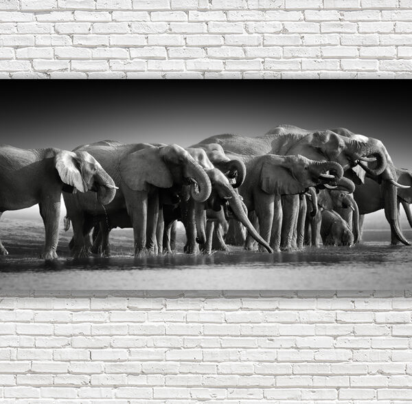 картина слоны