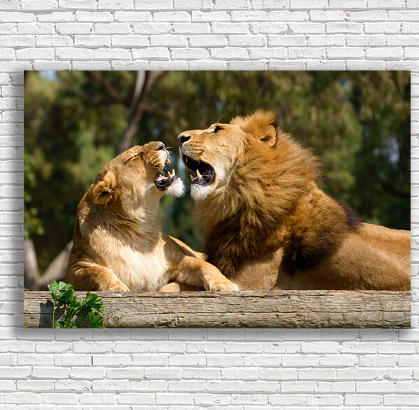 картина львы